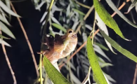 蝉宝宝吃什么