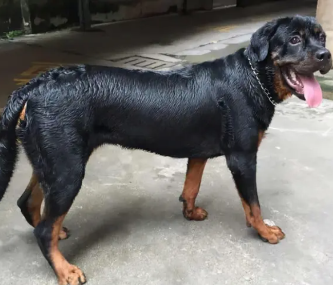 看完 “罗威纳犬” 的这些缺点后,还敢饲养的人可真是勇士啊! 看完 “罗威纳犬” 的这些缺点后,还敢饲养的人可真是勇士啊!
