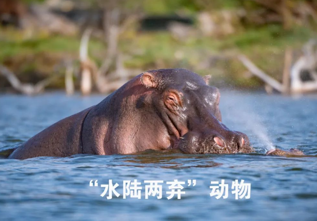 河马怎么过冬