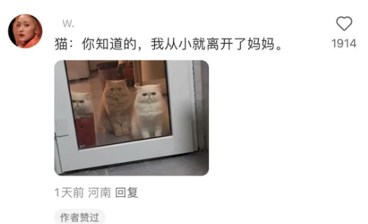 猫咪会知道我偏心吗？包知道的！