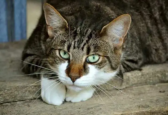 老人养猫有什么用 老人养猫有什么用