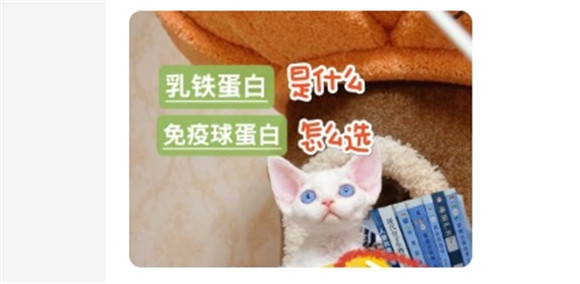 养猫人，一定要知道的宠物乳铁蛋白‼