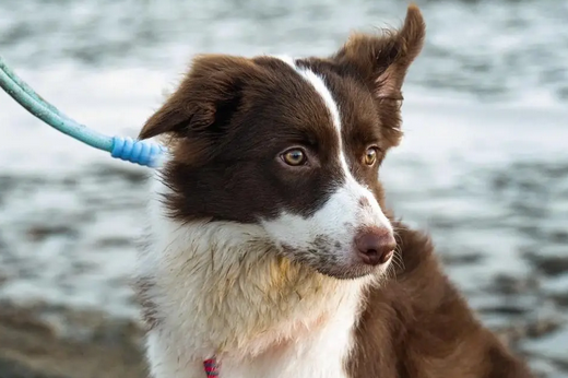 咬死其他宠物犬后“逃跑” 英国一只恶霸犬遭警方“通缉”