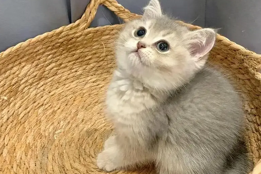 老人养猫忌讳