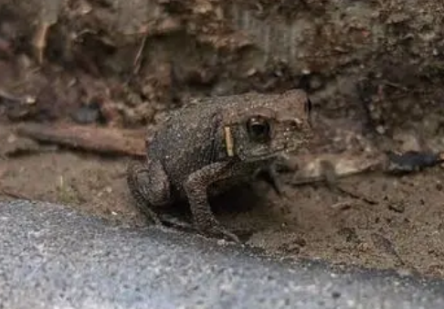 蟾蜍胆有什么功效