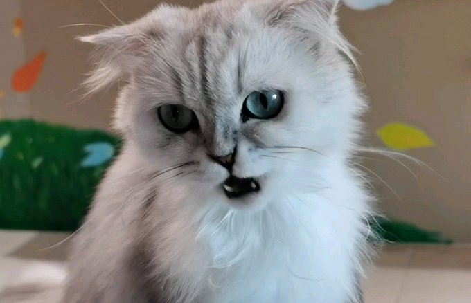 老人养猫会导致上呼吸道感染吗 老人养猫会导致上呼吸道感染吗