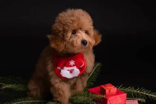 老年人适合养什么狗 老年人适合养什么狗