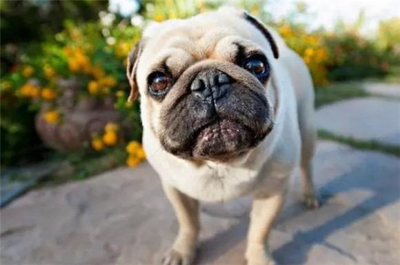 探讨“巴哥犬”体臭背后的饲养魅力 探讨“巴哥犬”体臭背后的饲养魅力