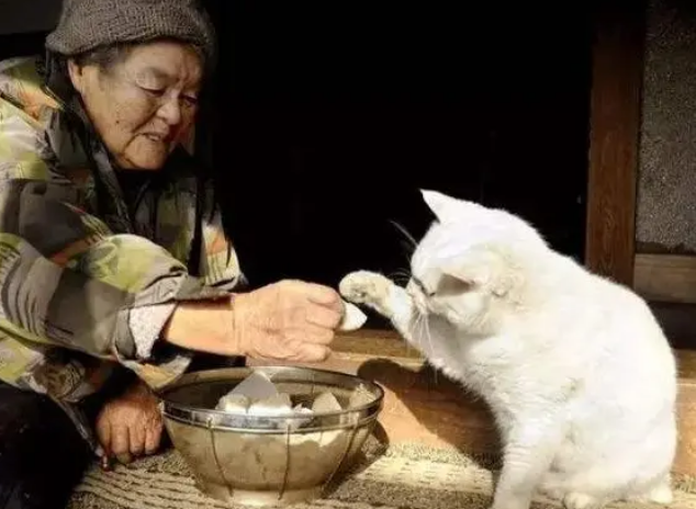 老人养猫对人有好处