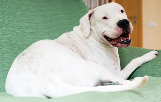 波士顿梗犬优缺点,了解一下吧 波士顿梗犬优缺点,了解一下吧