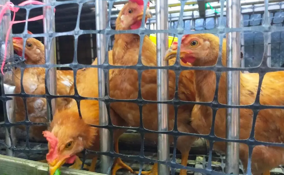 一只母鸡重多少克