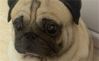 巴哥犬的介绍,你了解多少呢?