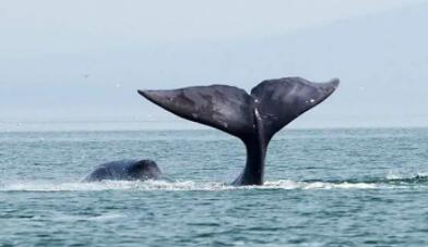 鲸鱼有多少牙齿 鲸鱼有多少牙齿
