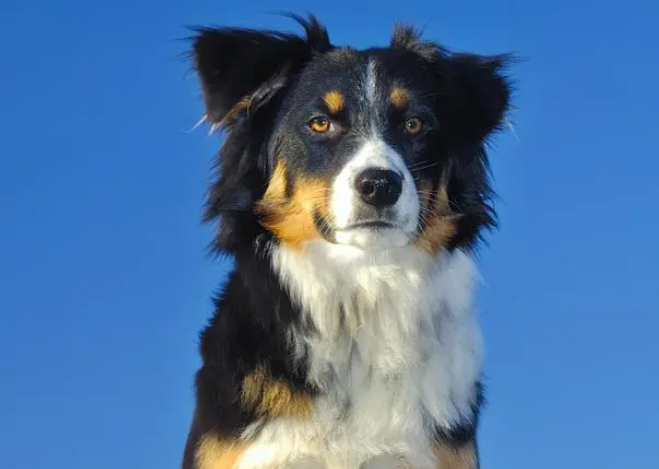 这六个小众的宝藏犬种,快来瞧瞧你认识几个! 这六个小众的宝藏犬种,快来瞧瞧你认识几个!