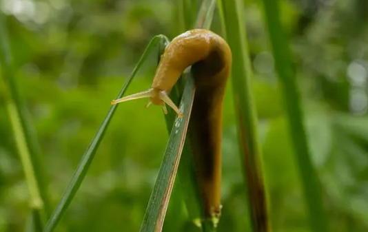 蛞蝓会被淹死吗