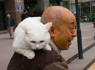 老人养猫好吗