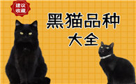 天下黑猫一个样儿？那你是没见过这几只！