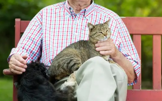 老人为什么养猫之后就喜欢了 老人为什么养猫之后就喜欢了