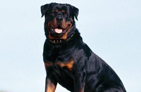 罗威纳犬的性格特点及优缺点有哪些？