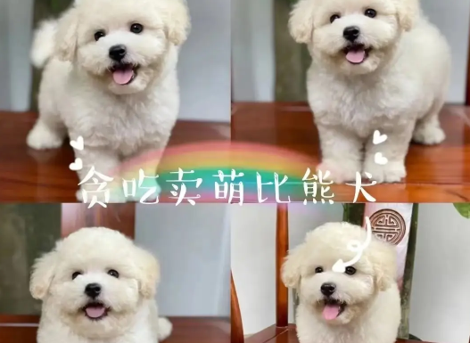 卷毛比熊犬全解析：从性格到养护的全方位指南