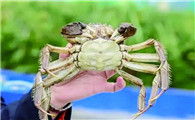 大闸蟹捕捞技巧与注意事项