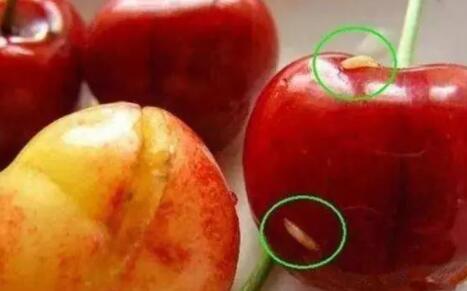 樱桃树果蝇怎么防治 樱桃树果蝇怎么防治