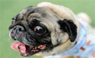 巴哥犬怎么养最好?