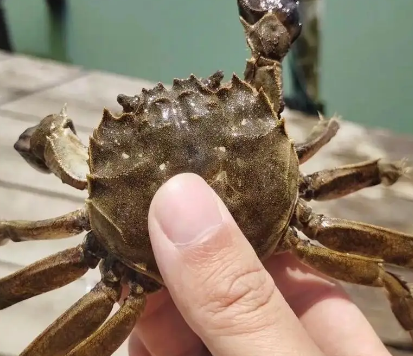 蟹卡专卖有哪几个品牌