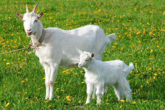 模拟山羊是哪个国家的 模拟山羊是哪个国家的