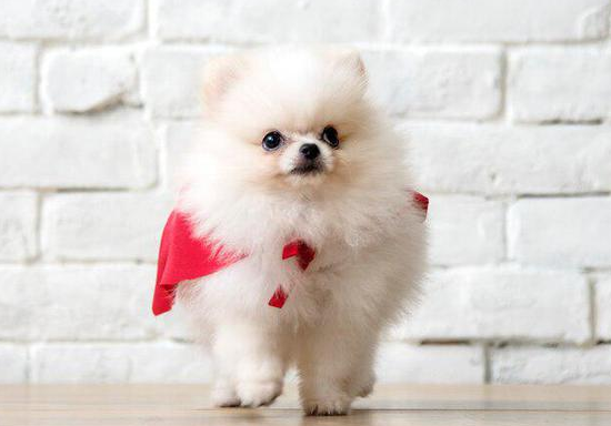 比熊犬有哪些优点和缺点