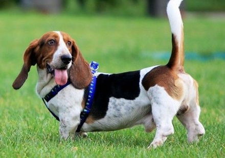 巴吉度犬毛发怎么护理？我来告诉你！