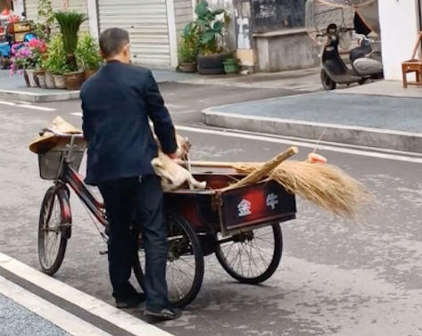 狗狗每天都等待扫地大爷,求载它逛街溜一圈 狗狗每天都等待扫地大爷,求载它逛街溜一圈
