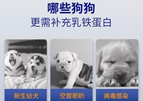 猫狗用的乳铁蛋白,你必须知道这些常识 猫狗用的乳铁蛋白,你必须知道这些常识