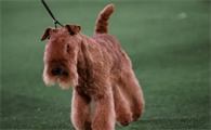 什么是护卫犬？快来了解一波吧