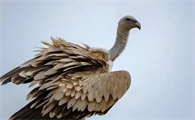 秃鹫的翅膀