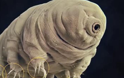 水熊虫有天敌吗