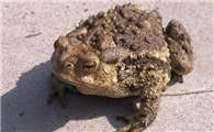 蟾蜍怎样人工养殖