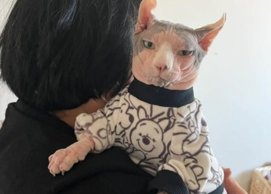 老人养猫为什么比较乖