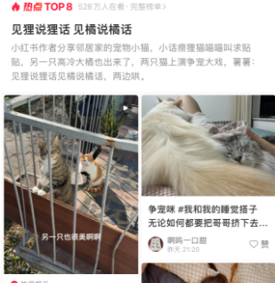 见狸说狸话，见橘说橘话，网友：两只猫上演争宠大戏