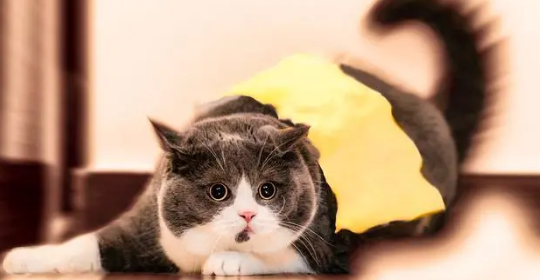 独居老人养猫 独居老人养猫