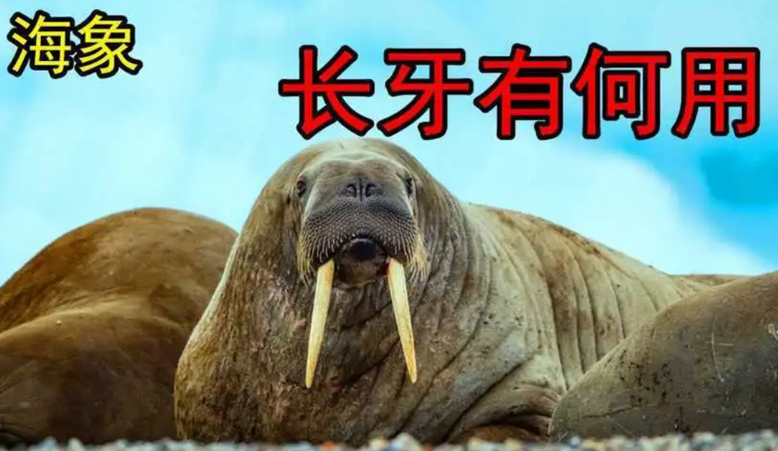 海象象牙的作用
