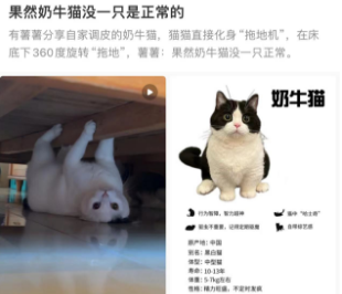 猫猫直接化身“拖地机”，网友：果然奶牛猫没一只正常。