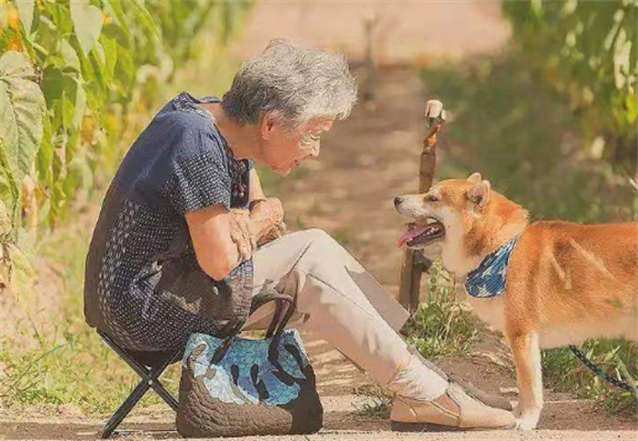老人养宠物狗什么品种好养