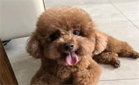 老年人养狗会感染疾病吗