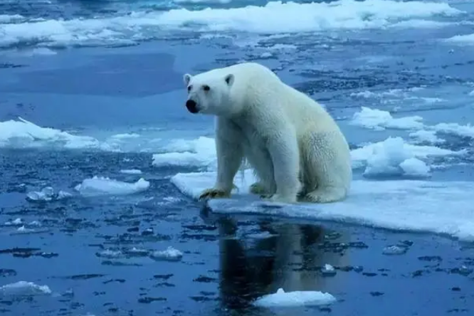 北极熊是海洋生物吗