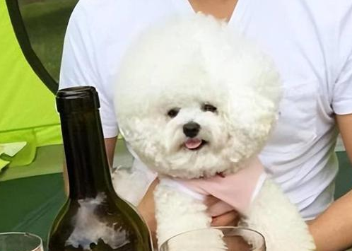 “比熊犬”7大优点,哪个是你选择饲养的理由? “比熊犬”7大优点,哪个是你选择饲养的理由?