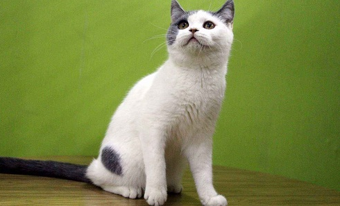 养宠:净梵猫掉毛床上都是怎么办? 养宠:净梵猫掉毛床上都是怎么办?