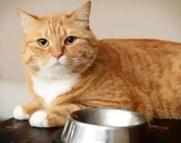 老人养猫禁忌 老人养猫禁忌