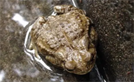 蟾蜍是保护动物吗