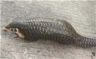 穿山甲是用什么捕食
